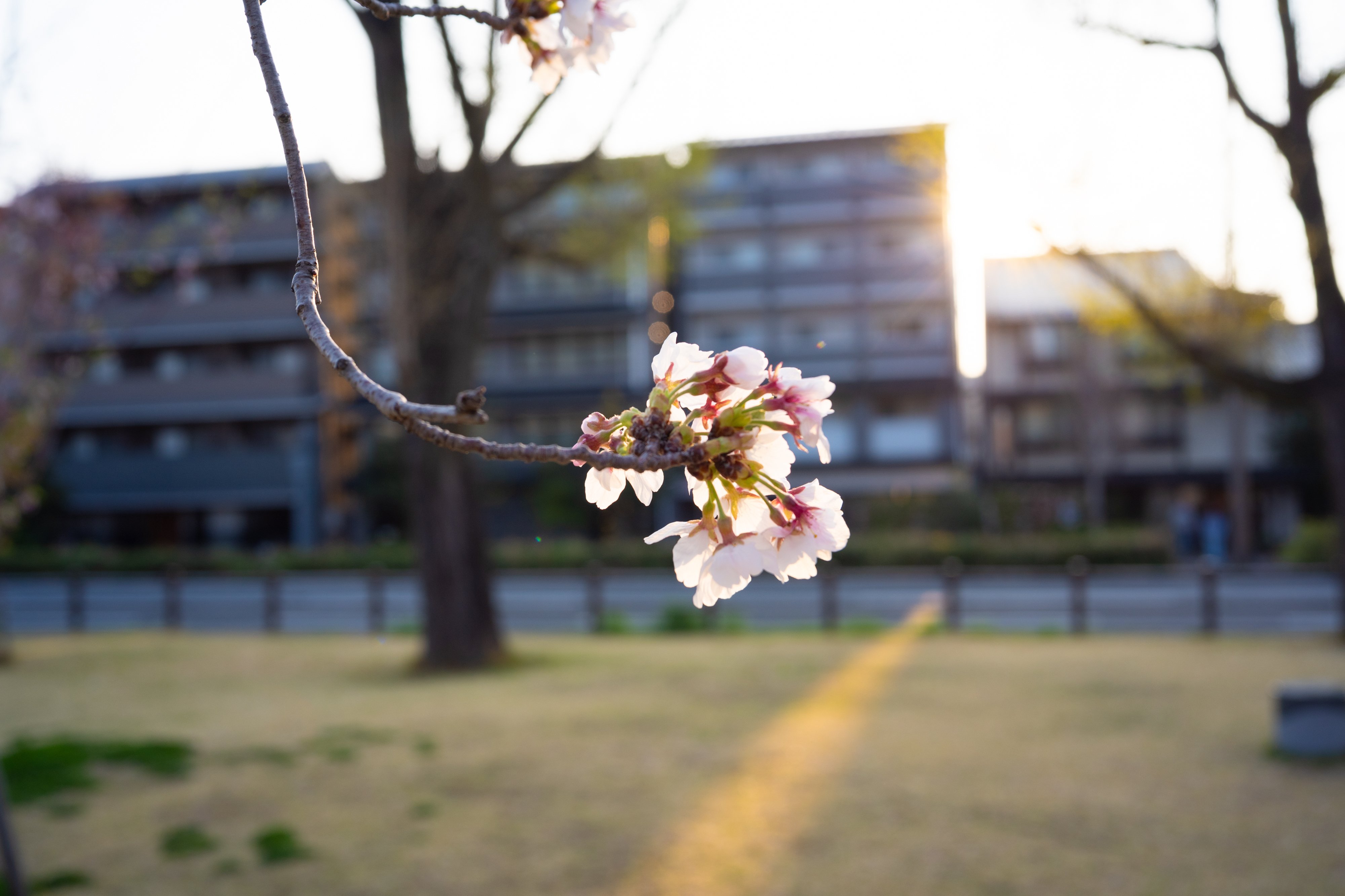 高瀬川沿いの朝
